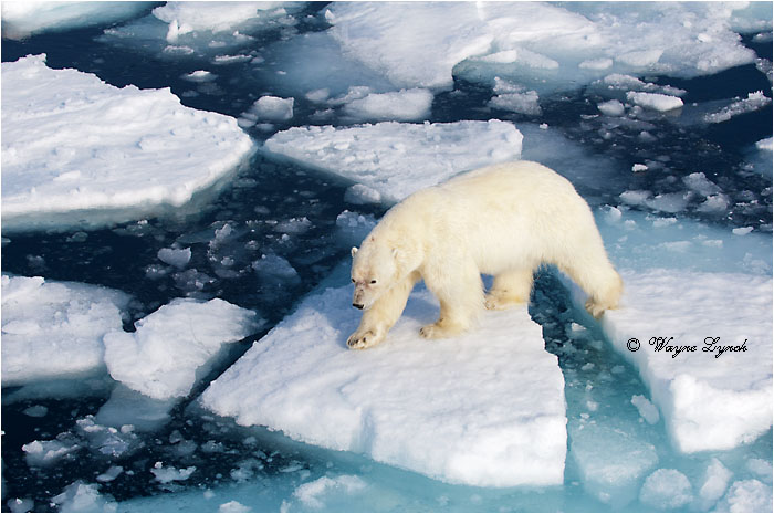 Polar Bear on Pack Ice 197 by Dr. Wayne Lynch &copy;